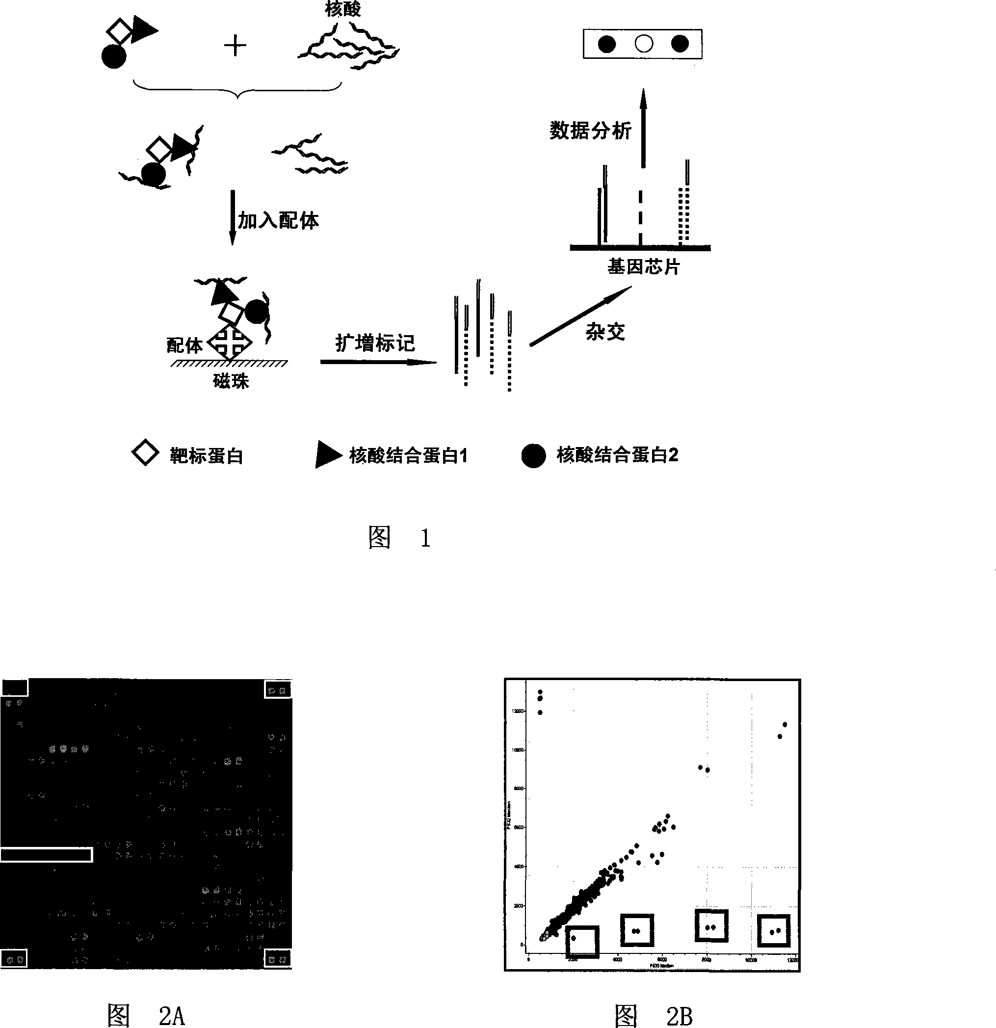 Method for detecting if interaction between nucleic acid conjugated protein -target protein exist based on biological chip