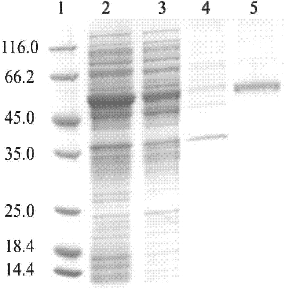 Magnetic affinitive nanomaterial for separating and purifying GST (glutathione S-transferase) tag fusion protein as well as preparation method and application thereof