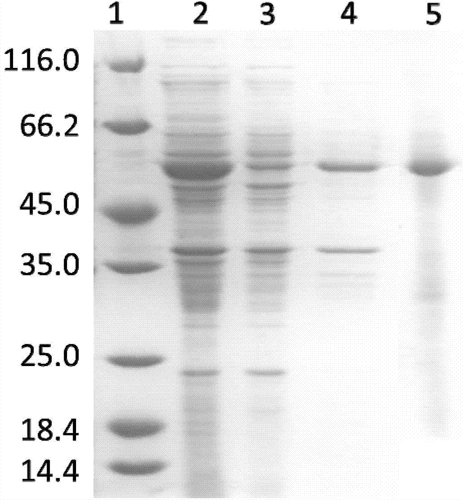 Magnetic affinitive nanomaterial for separating and purifying GST (glutathione S-transferase) tag fusion protein as well as preparation method and application thereof