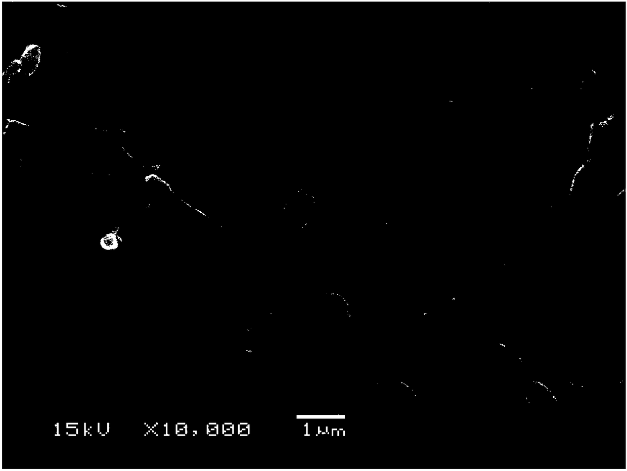 Marine micromonospora strain for fermenting to produce Rakicidin A and application thereof