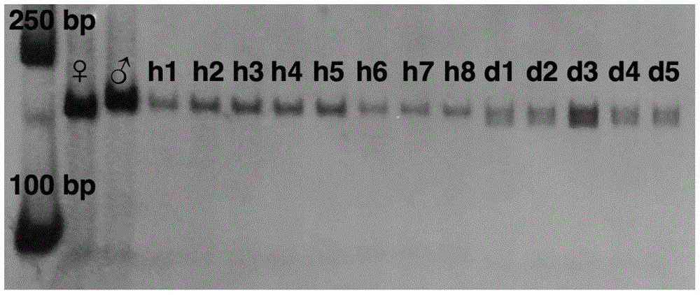 Induction and detection method for androgenesis dihaploid of Paralichthys olivaceus