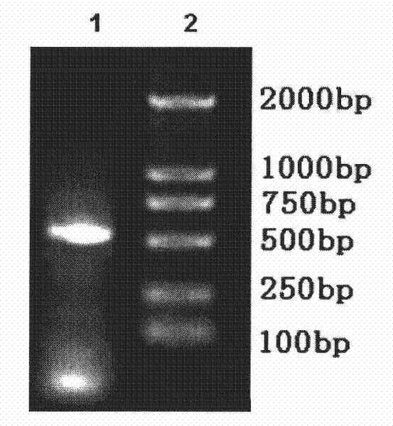 Nucleotide sequence fragments that promote high-efficiency expression of foreign proteins in cho cells