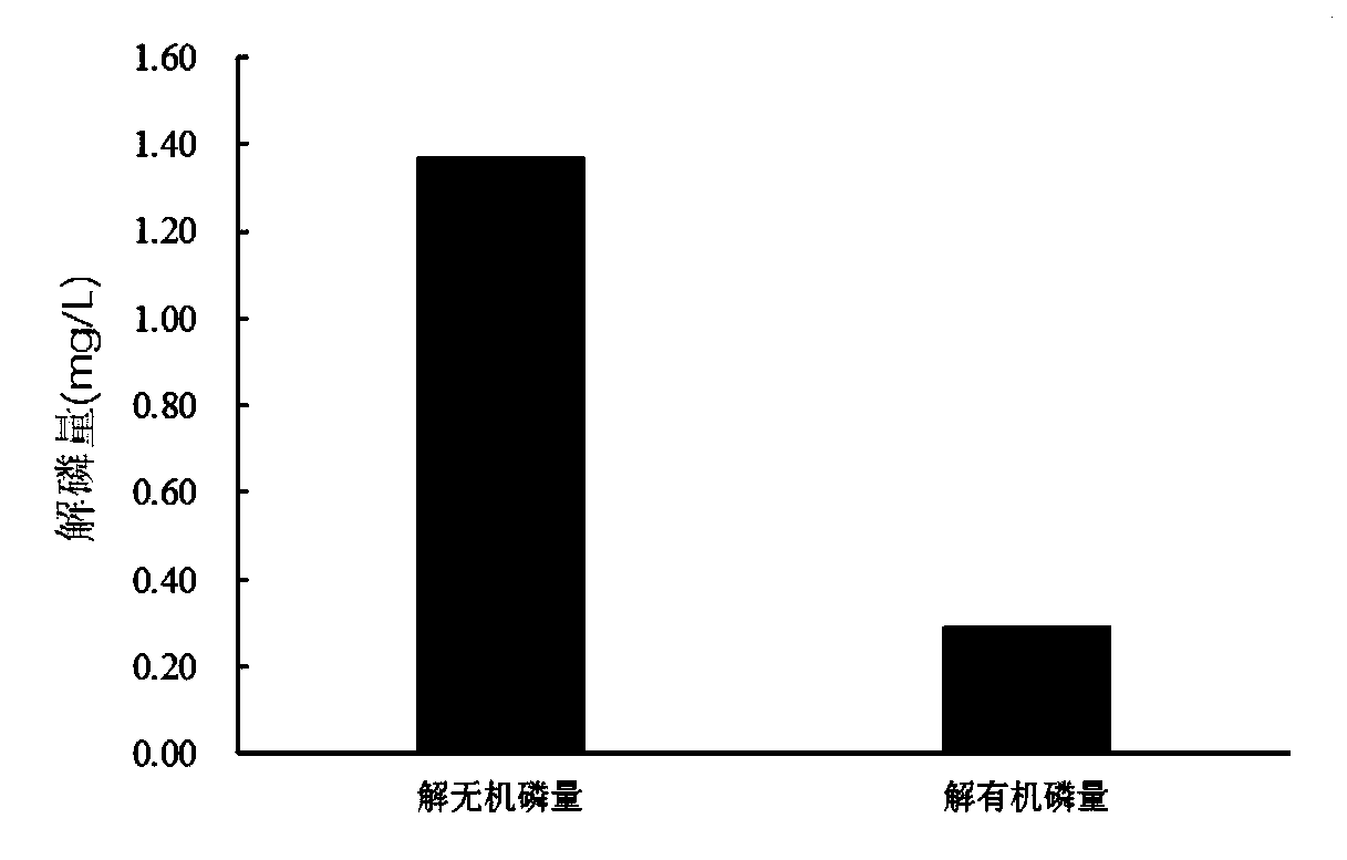 Bacillus alcalophilus strain wp-1 and application thereof