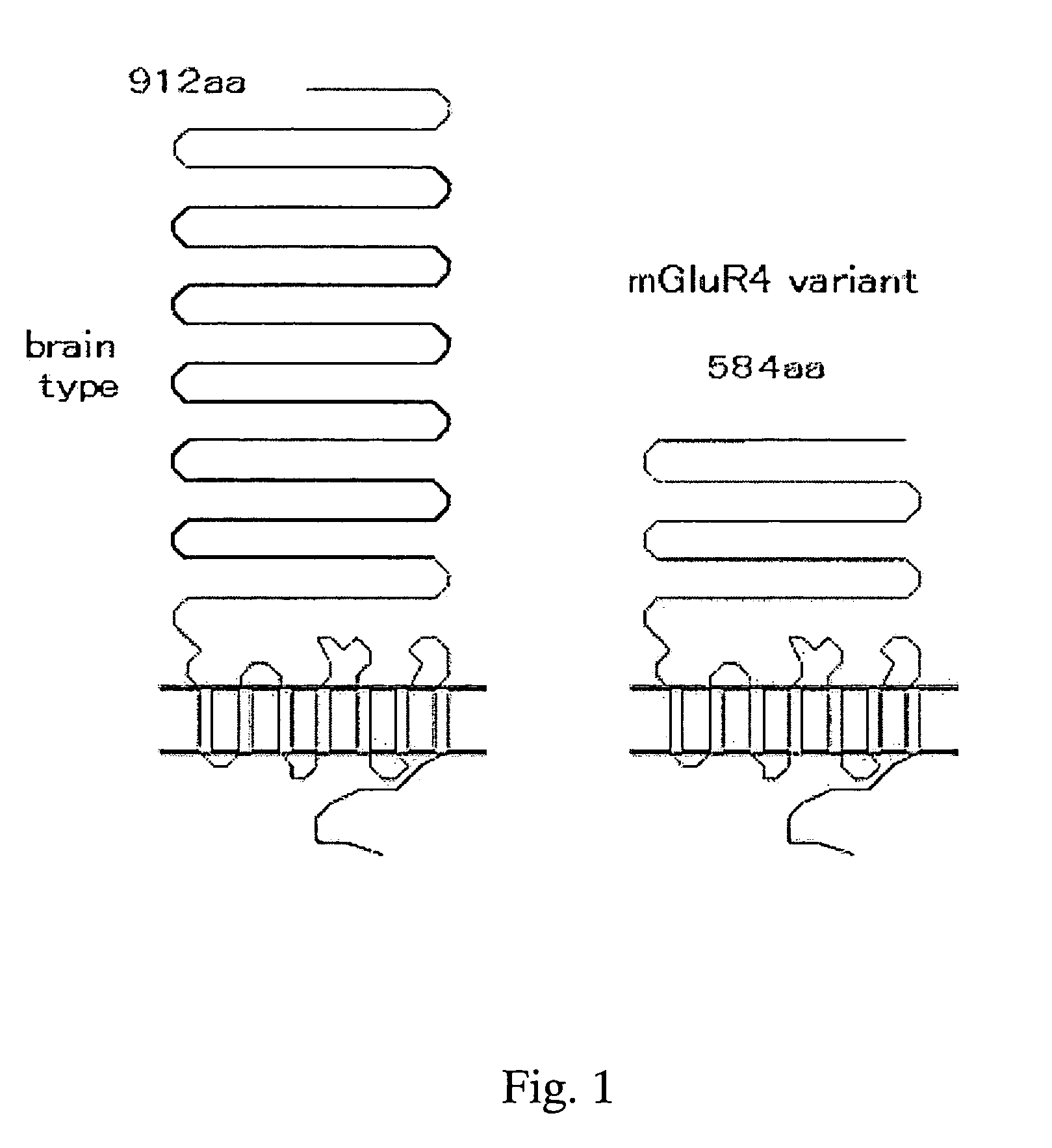 Glutamic acid receptor and utilization thereof