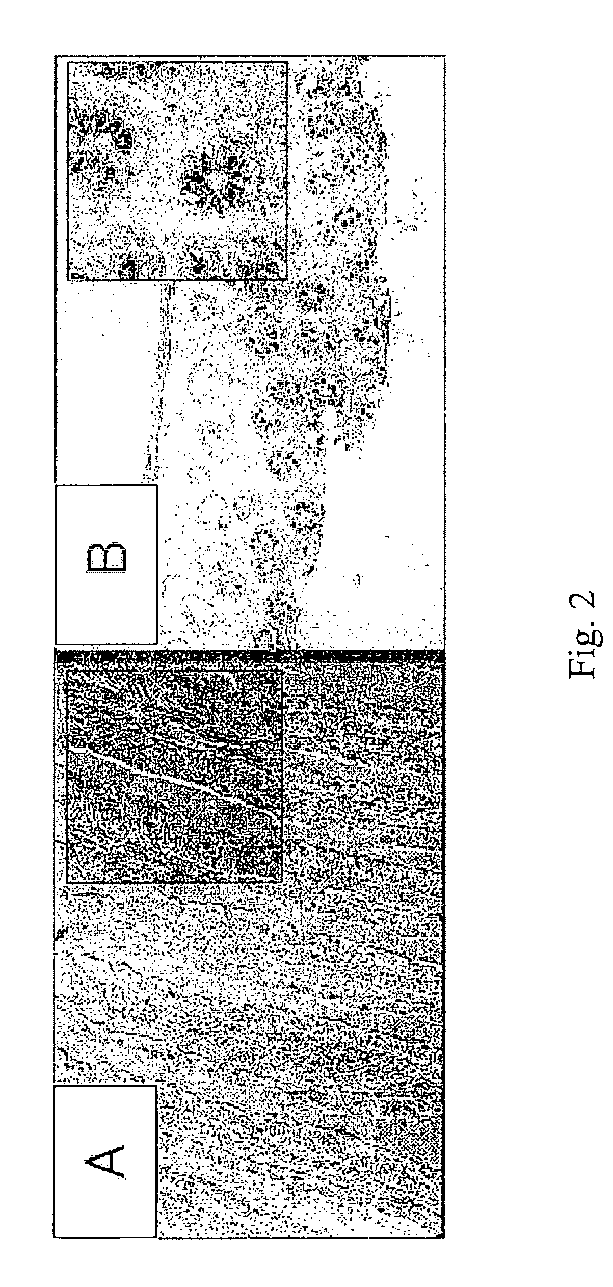 Glutamic acid receptor and utilization thereof