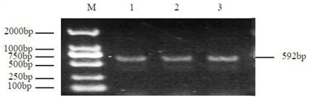 A SNP Molecular Marker Affecting Birth Weight of Alpine Merino Sheep and Its Application