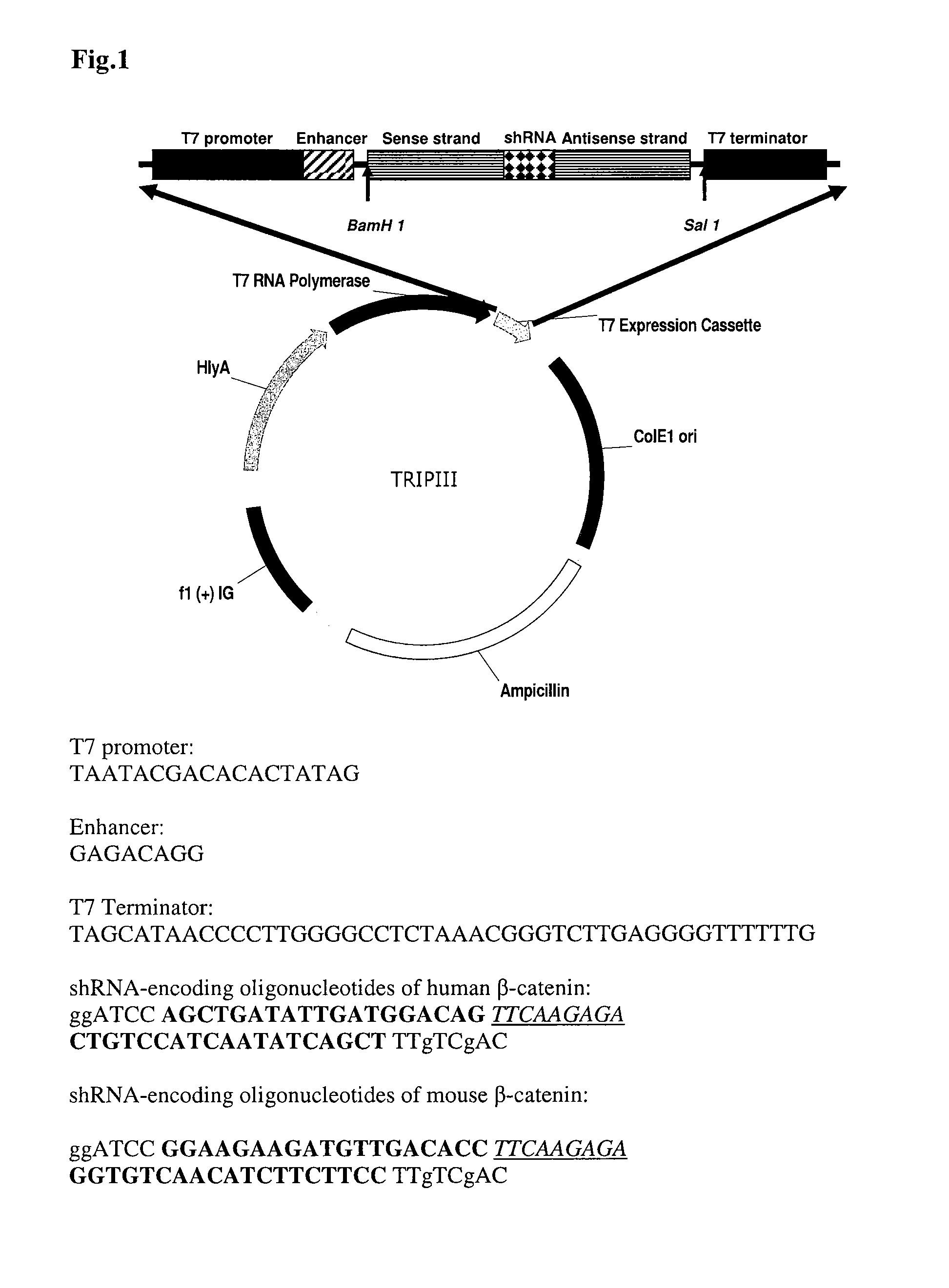 Compositions for bacterial mediated gene silencing and methods of using the same