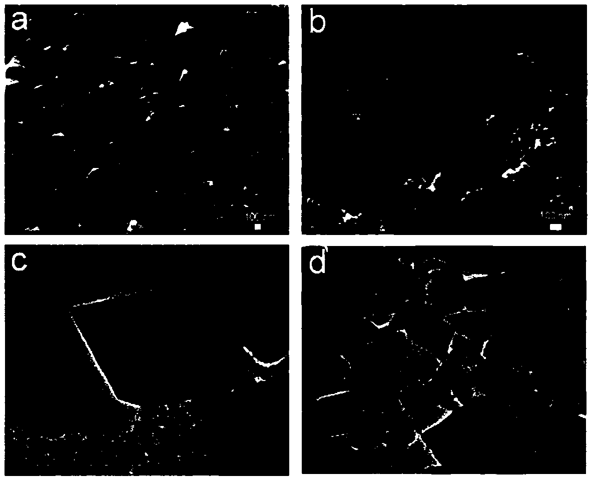 Fuel cell negative electrode catalyst and preparation method and application thereof