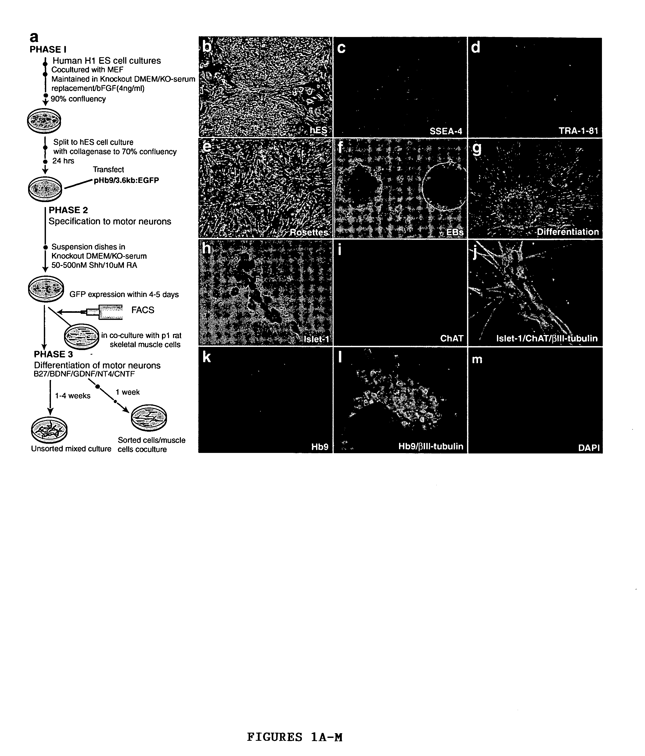 Enriched or purified population of motor neurons and its preparation from a population of embryonic stem cells