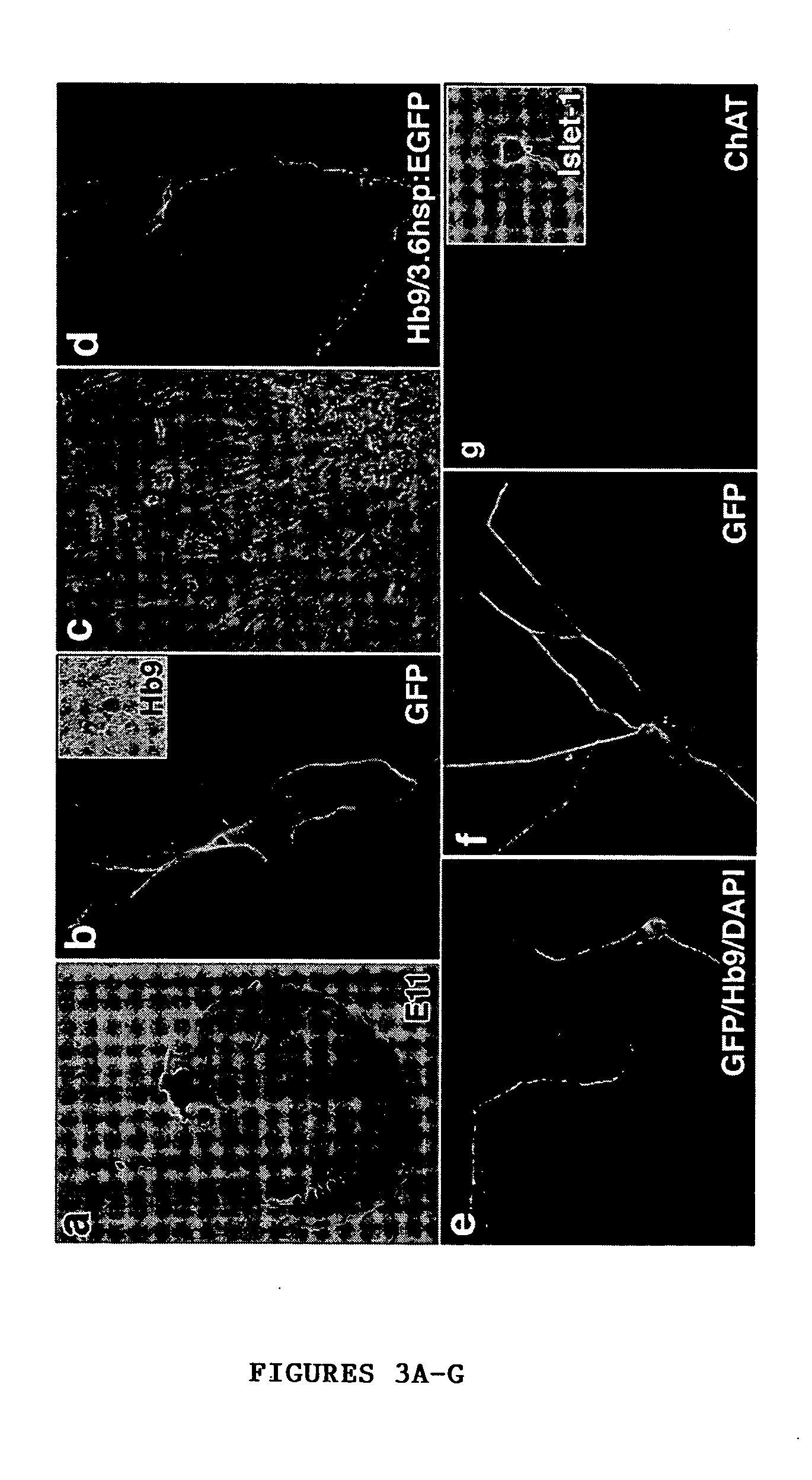 Enriched or purified population of motor neurons and its preparation from a population of embryonic stem cells