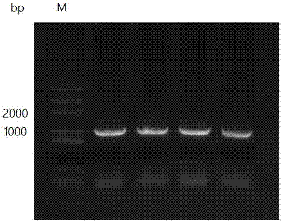 Promoter pYLG and application thereof to construction of Candida tropicalis with high yield of long-chain dicarboxylic acid