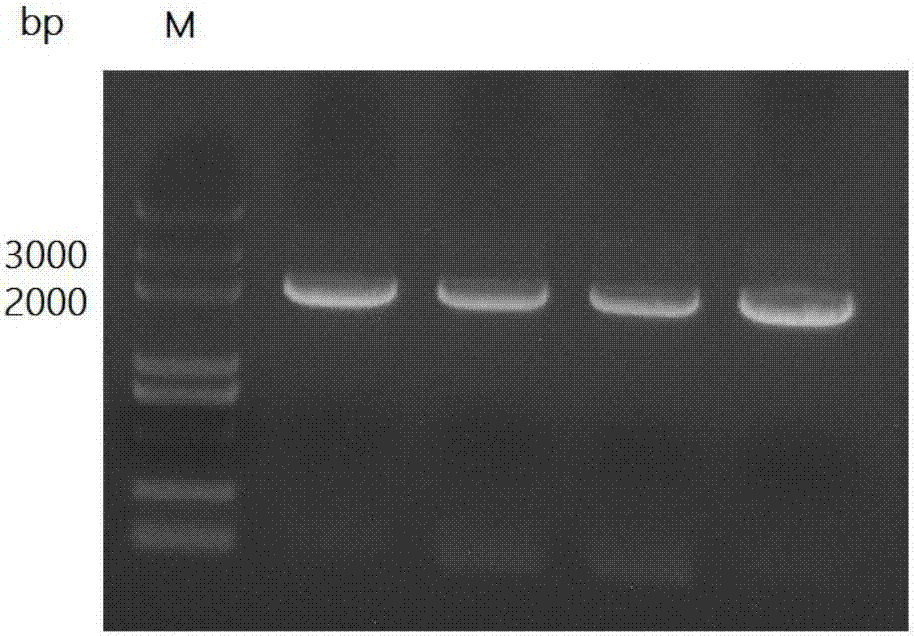 Promoter pYLG and application thereof to construction of Candida tropicalis with high yield of long-chain dicarboxylic acid