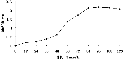 Method for improving festuca arundinacea drought resistance by adopting dried sludge fungicide