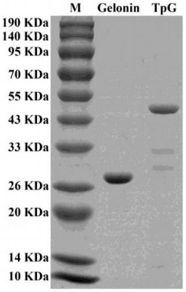 Fusion protein TpG, encoding gene thereof, recombinant plasmid, strain and application