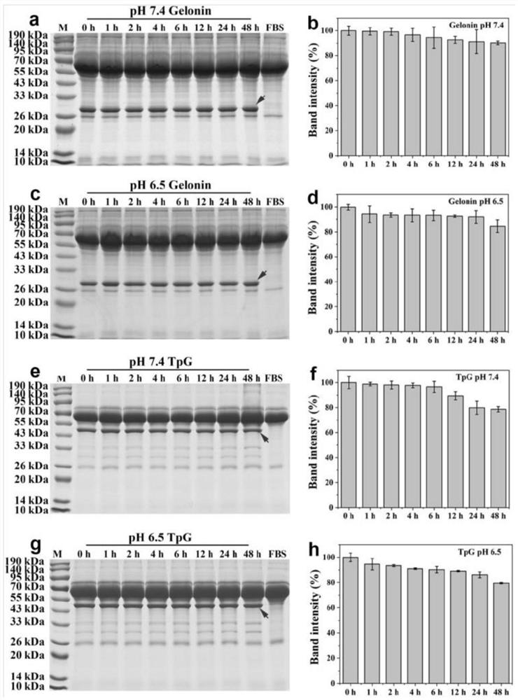 Fusion protein TpG, encoding gene thereof, recombinant plasmid, strain and application