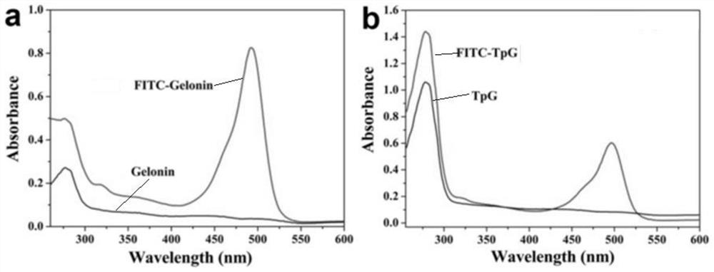 Fusion protein TpG, encoding gene thereof, recombinant plasmid, strain and application