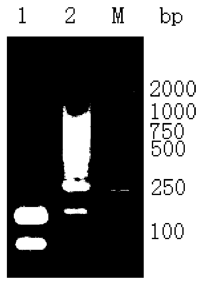 Primers for detection of porcine Japanese encephalitis virus and visual kit