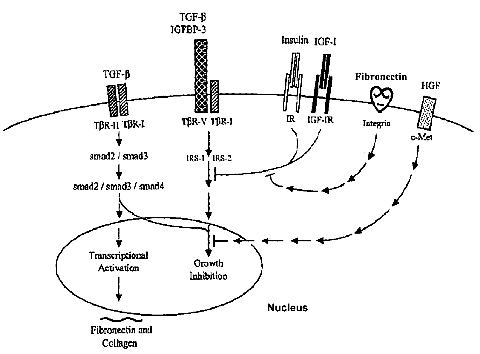 Compositions and methods for inhibiting cell proliferation