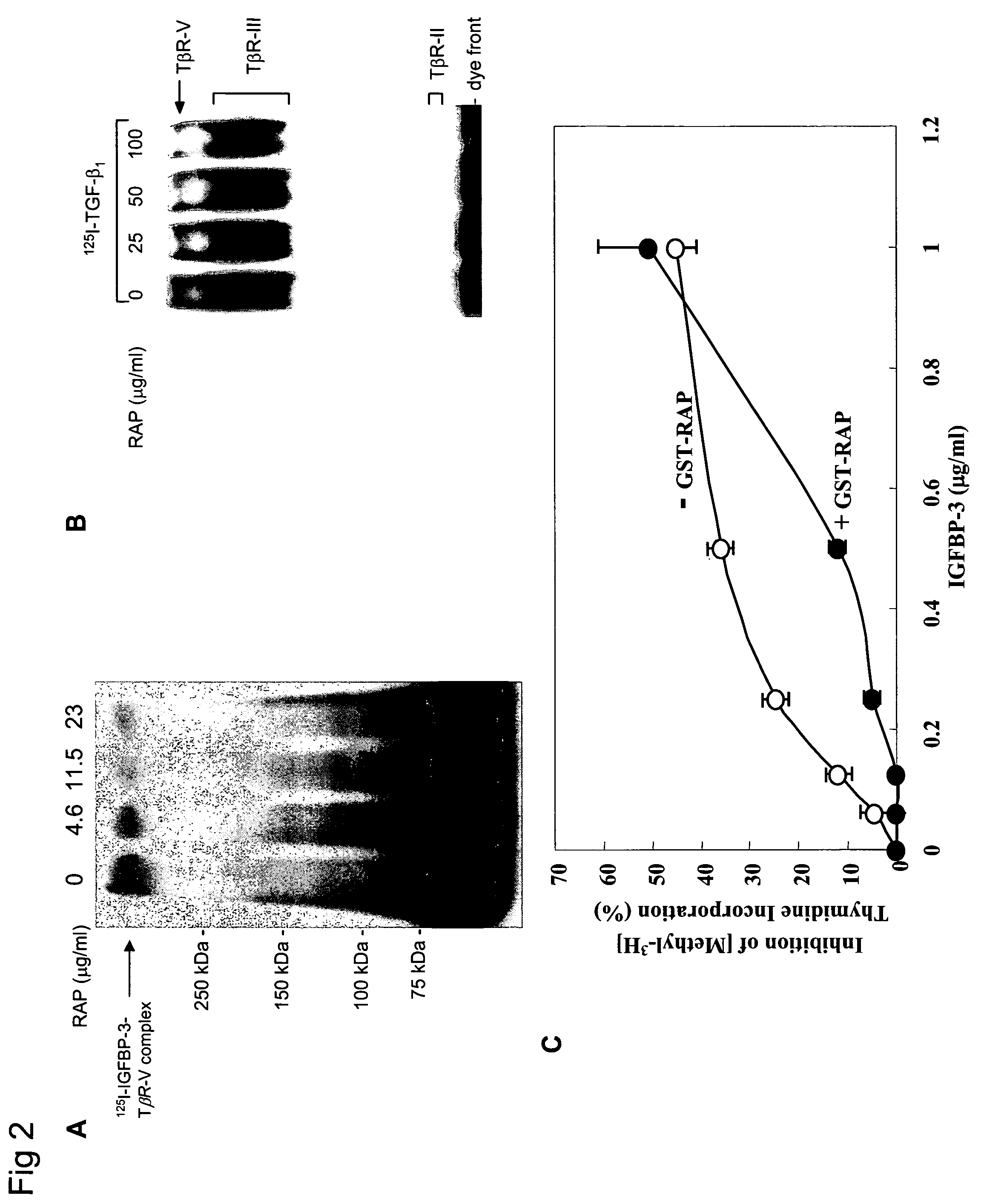 Compositions and methods for inhibiting cell proliferation