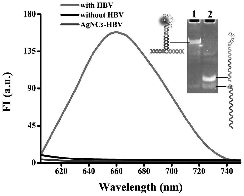 Probe and fluorescence sensor for quantitatively detecting hepatitis B virus DNA and method