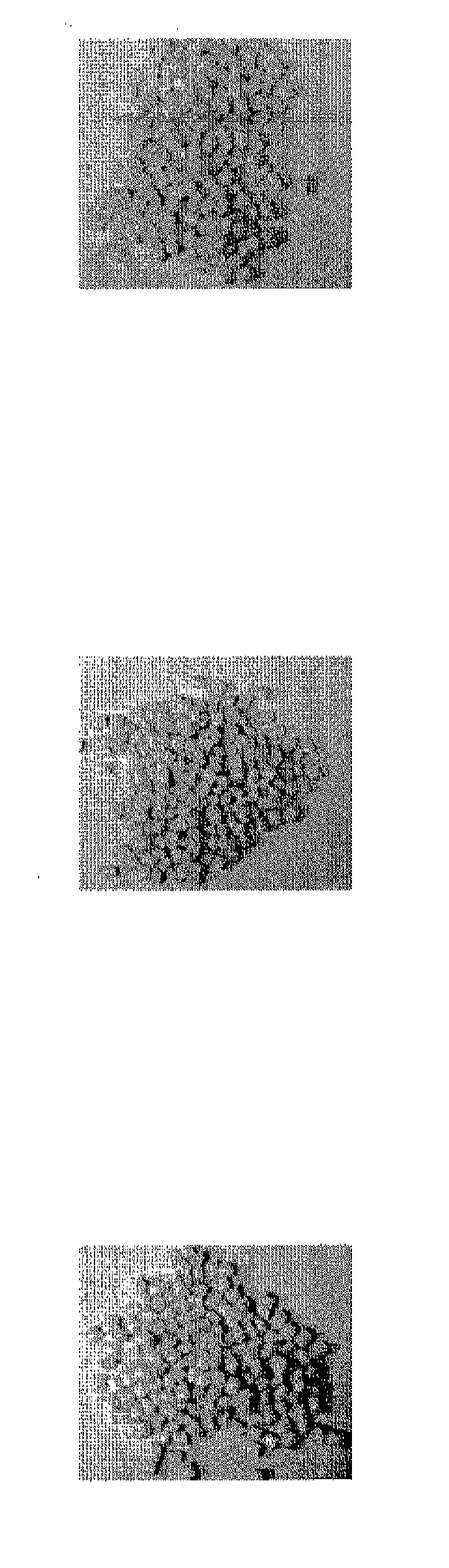 Brush filaments prepared from a polytrimethylene terephthalate composition and brushes comprising the same