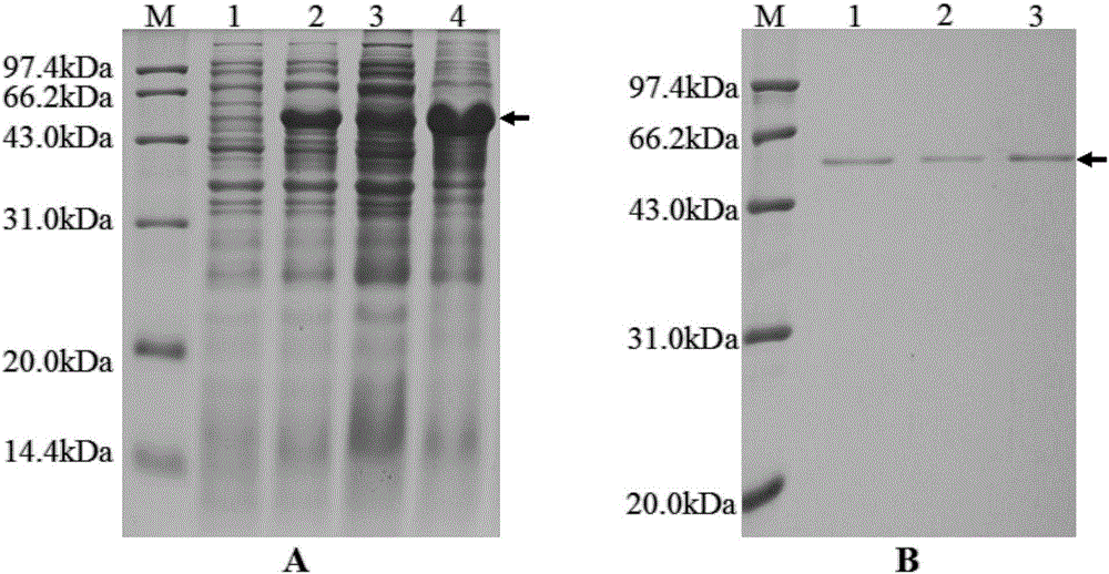 Co-immunoprecipitation method suitable for nosema bombycis