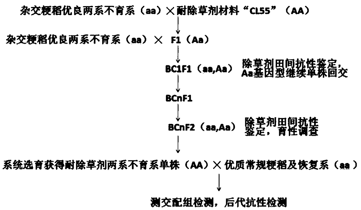 Breeding method of herbicide-resistant rice two-line sterile line