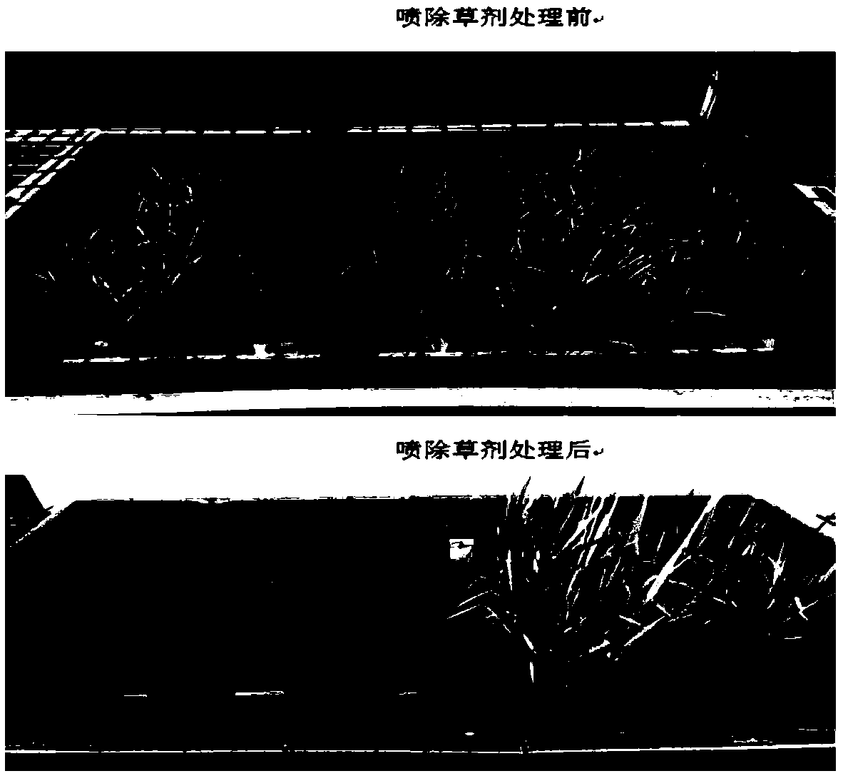 Breeding method of herbicide-resistant rice two-line sterile line