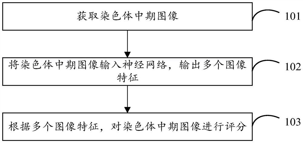 Chromosome metaphase image scoring method and device, electronic equipment and storage medium