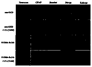 Application of sodium valproate to preparation of medicine for restraining formation of glial scars and medical composition for restraining formation of glial scars