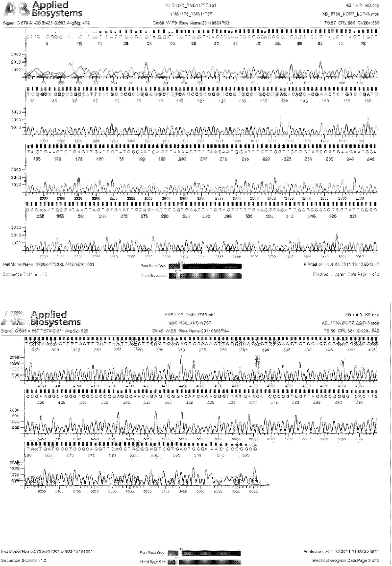 Phenol-degrading fungi and application thereof