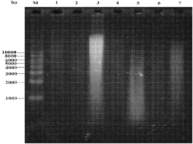 Phenol-degrading fungi and application thereof