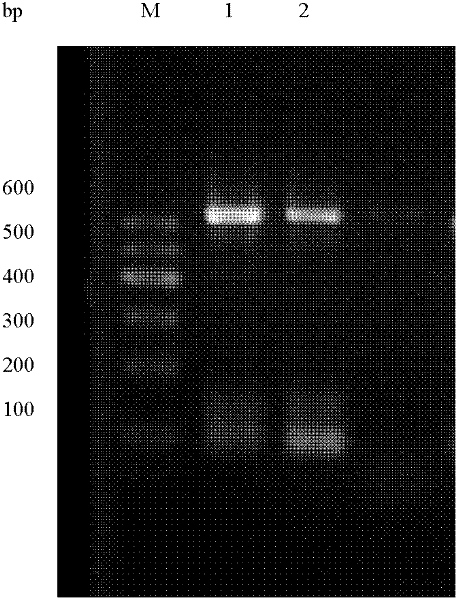 Phenol-degrading fungi and application thereof