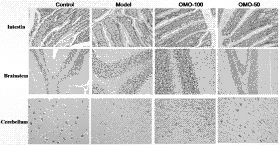 Applications of morinda officinalis how fructo oligosaccharide extract in preparation of drugs, health products or food for prevention and treatment of Alzheimer's disease