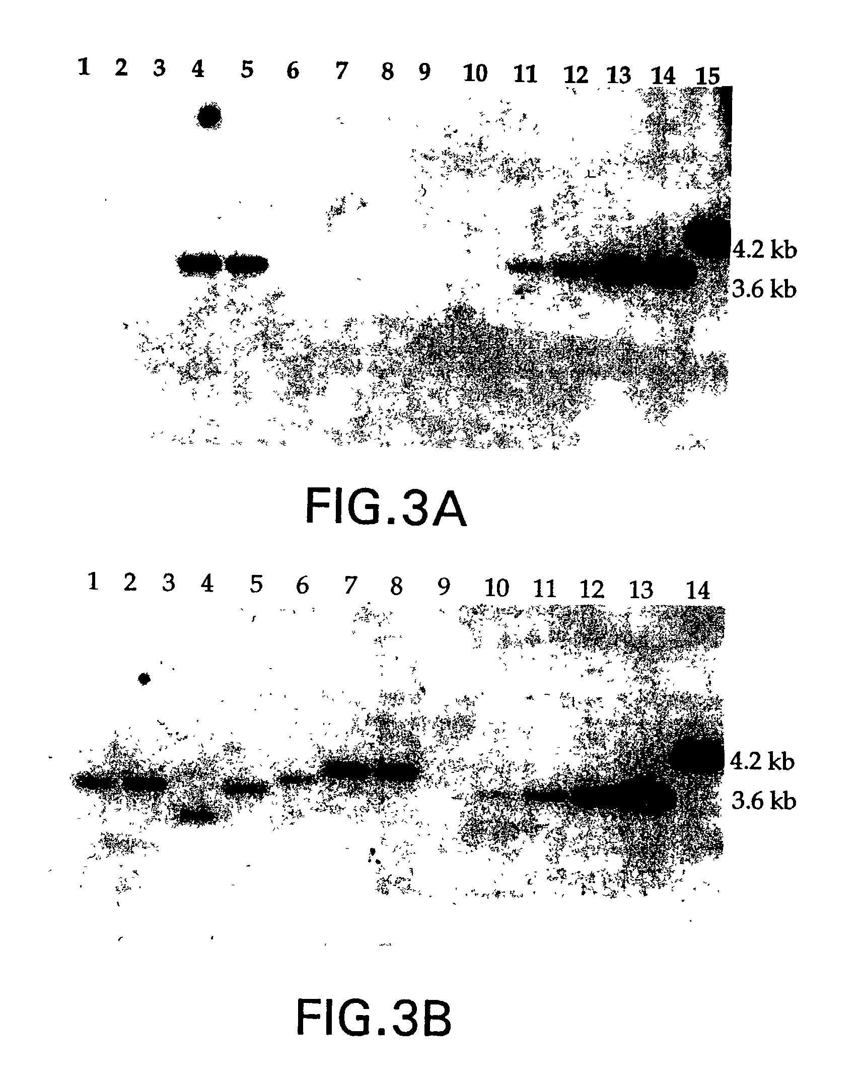 Method for production of high titer virus and high efficiency retroviral mediated transduction of mammalian cells