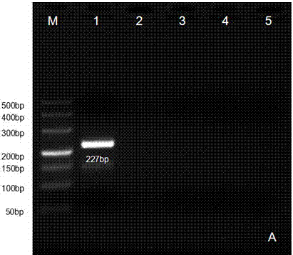 Primer and kit for detecting vesicular stomatitis viruses and preparation method of kit