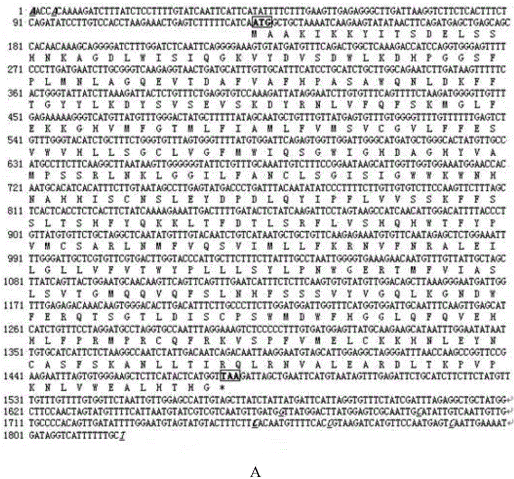 Microula sikkimensis delta 6-fatty acid desaturase MsD6D gene family as well as recombinant expression vector and application of MsD6D gene family