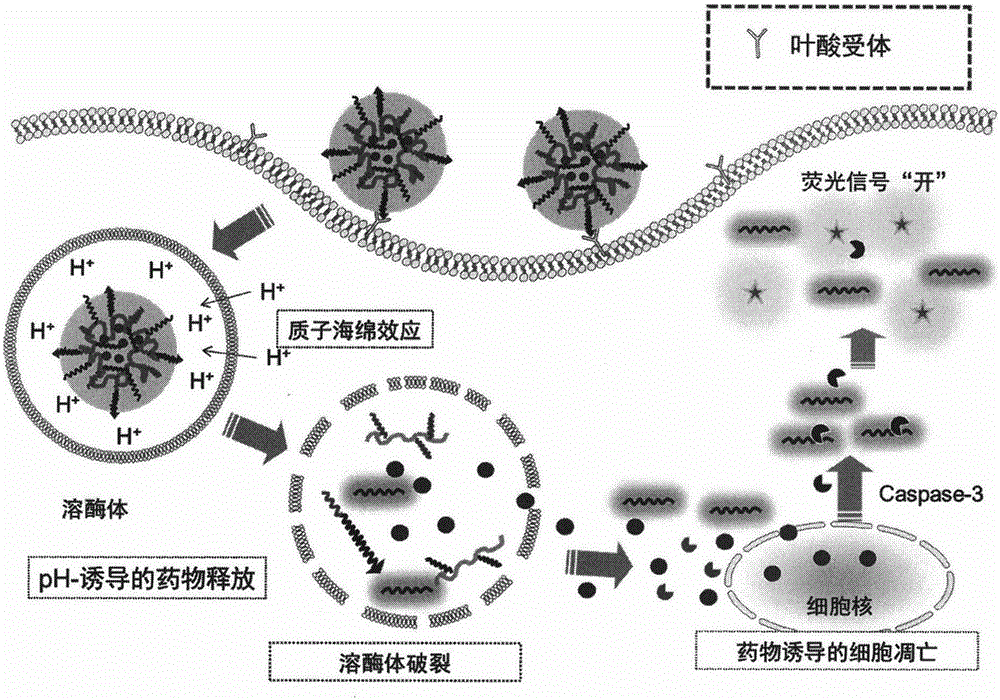 Intelligent nanoparticle capable of specifically accelerating tumor cell apoptosis and monitoring curative effect by itself