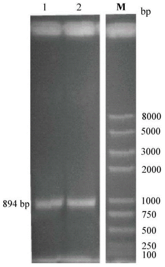 Ocean cold-adapted esterase as well as coding gene E40 and application thereof