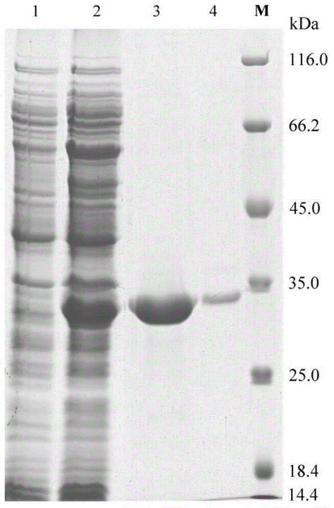 Ocean cold-adapted esterase as well as coding gene E40 and application thereof