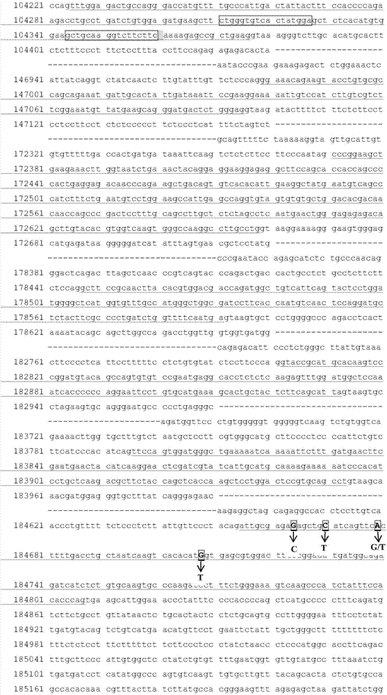 TALEN and pMD18 vector-based site-directed mutagenesis system and its application