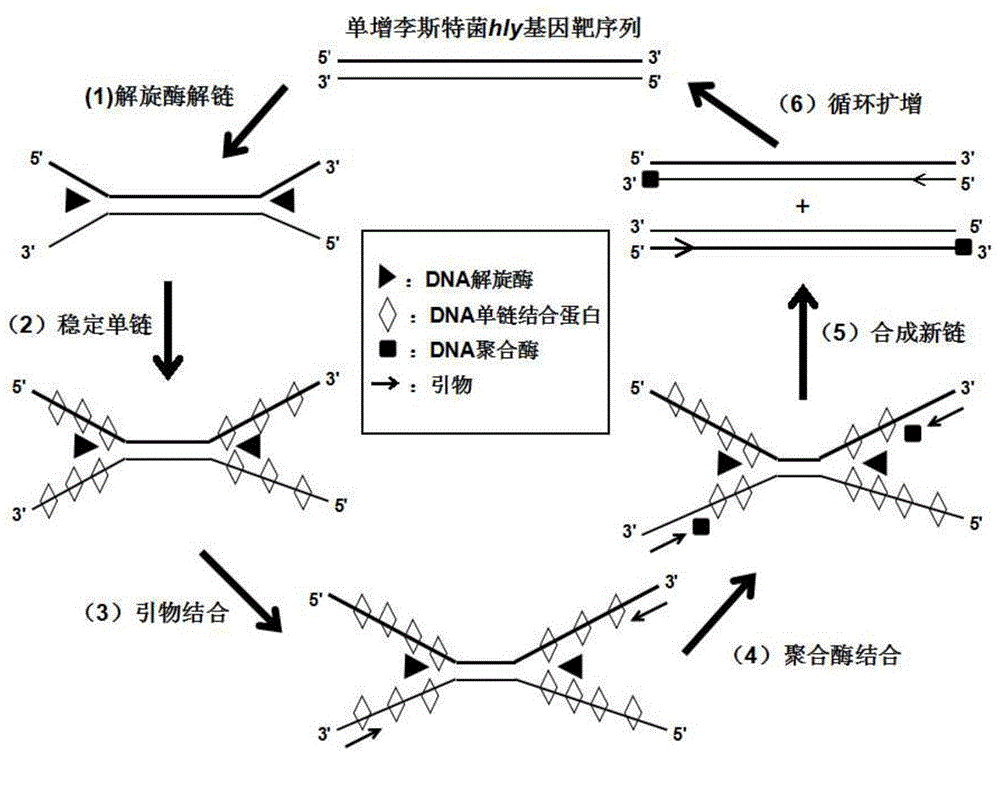 Isothermal amplification method for rapid detection of listeria monocytogenes