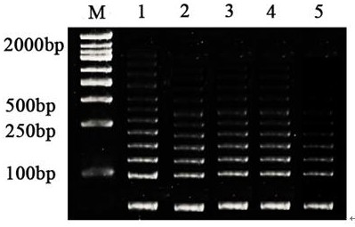 Zinc lipoprotein of giardia-resistant action target and medical application