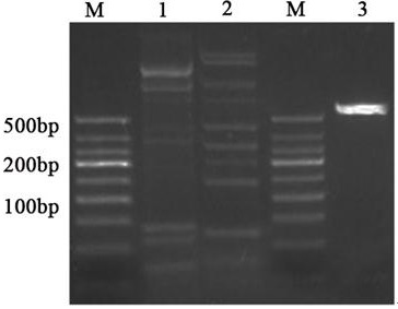 Zinc lipoprotein of giardia-resistant action target and medical application