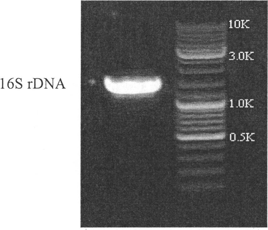 Bacillus megaterium Bm-10 strain for highly producing poly-beta-hydroxybutyrate as well as screening method and application thereof