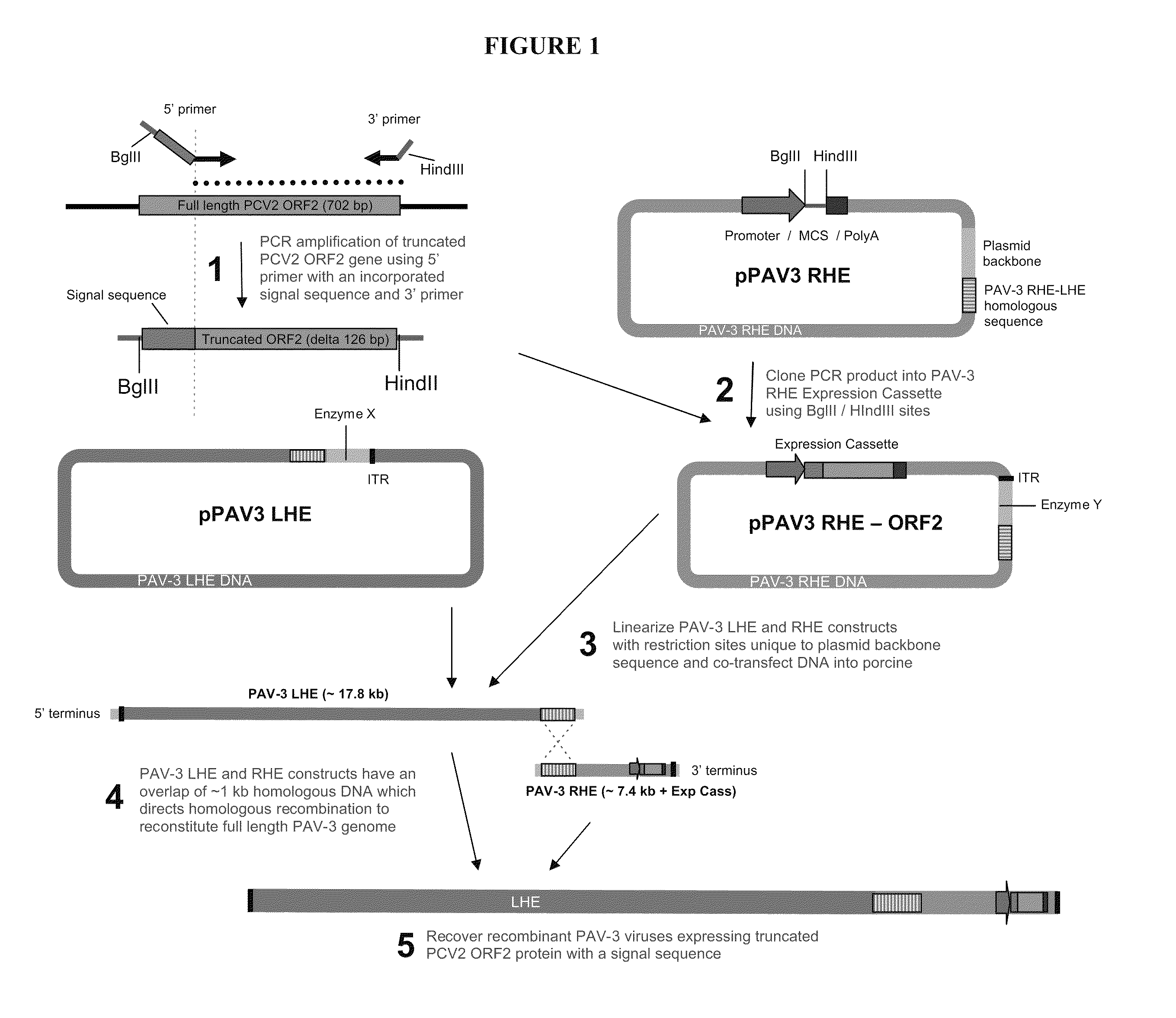 PCV 2-Based Methods and Compositions for the Treatment of Pigs