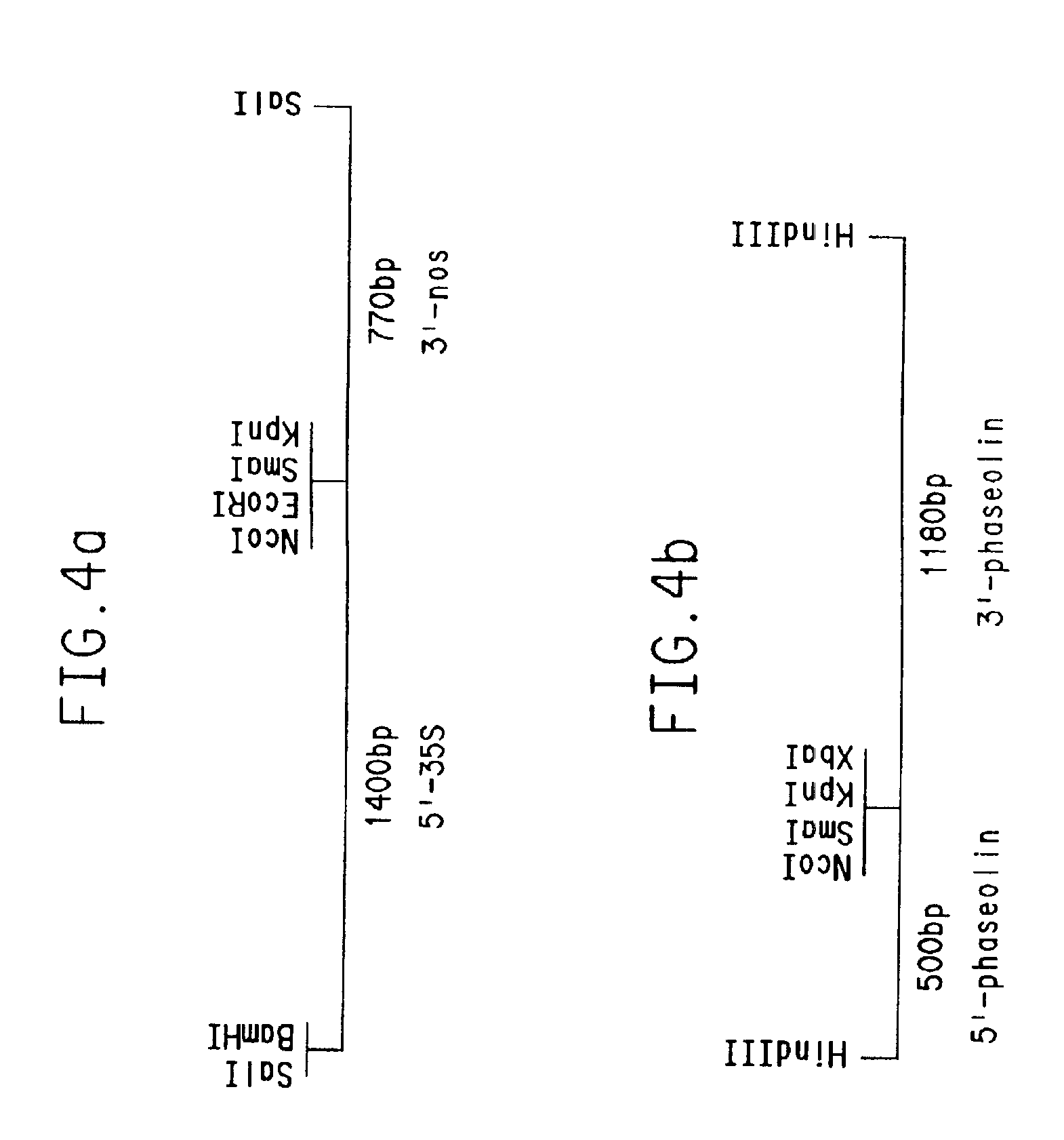 Chimeric genes and methods for increasing the lysine and threonine content of the seeds of plants