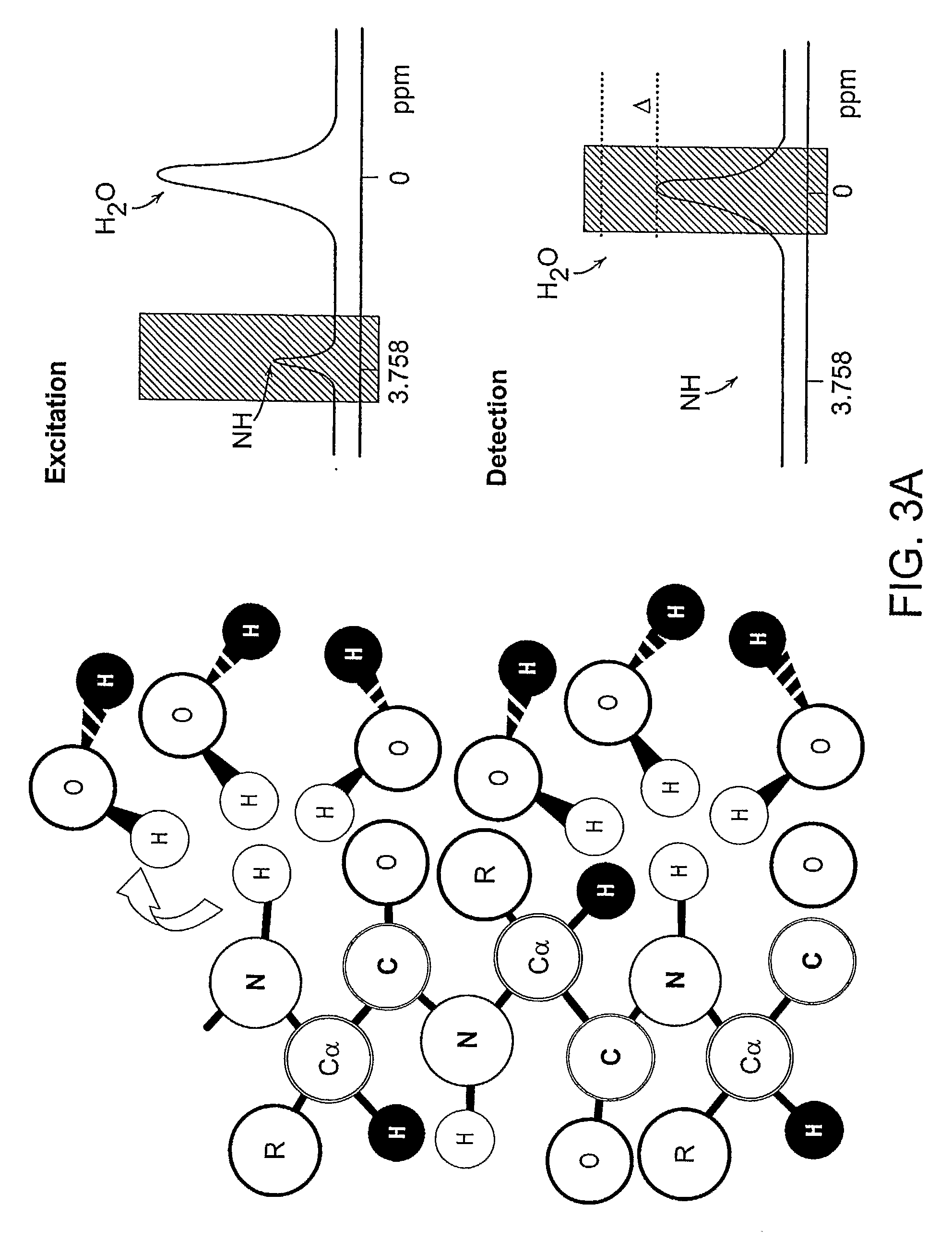 Chemical Exchange Saturation Transfer Based Mri Using Reporter Genes and Mri Methods Related Thereto