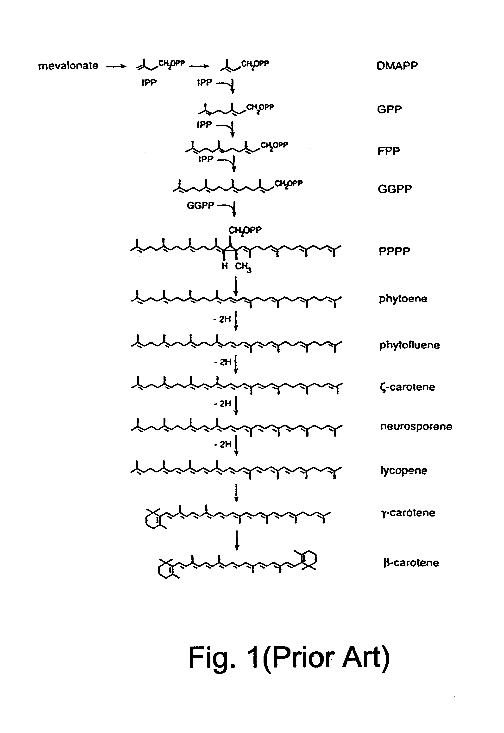 Polynucleotide molecule from Haematococcus pluvialis encoding a polypeptide having a beta-C-4-oxygenase activity for biotechnological production of (3S, 3'S) astaxanthin and its specific expression in chromoplasts of higher plants