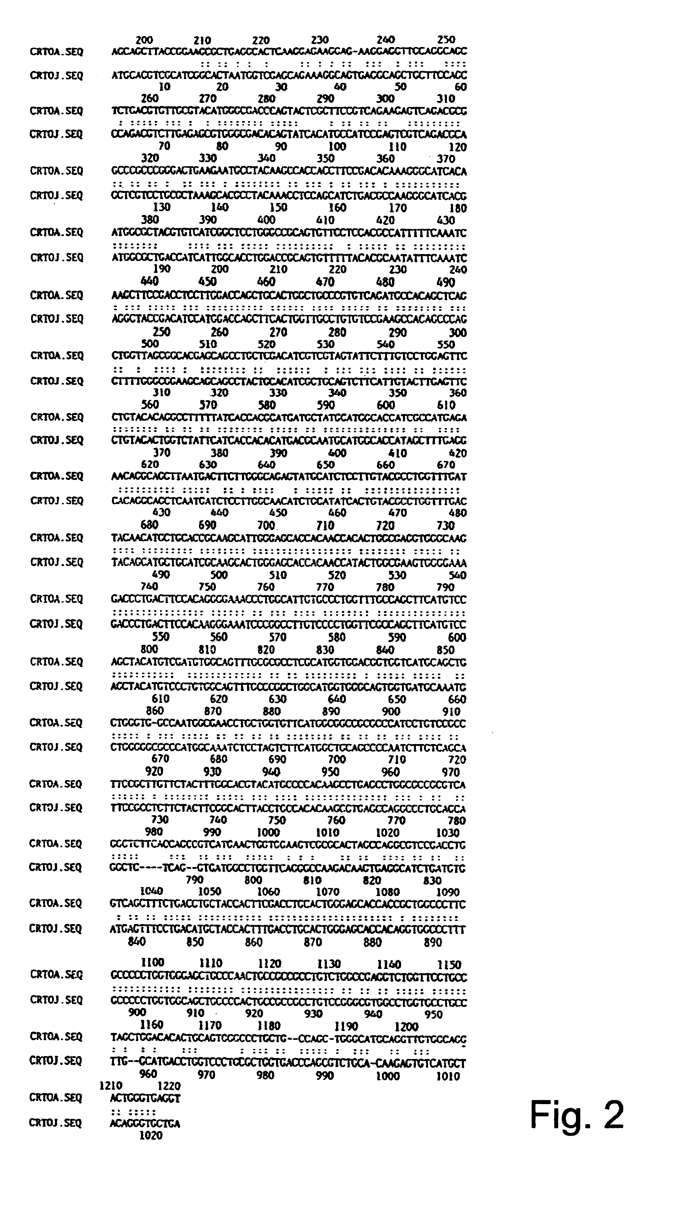 Polynucleotide molecule from Haematococcus pluvialis encoding a polypeptide having a beta-C-4-oxygenase activity for biotechnological production of (3S, 3'S) astaxanthin and its specific expression in chromoplasts of higher plants